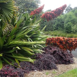 Giant spear lily - Seeds