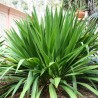 Giant spear lily - Seeds