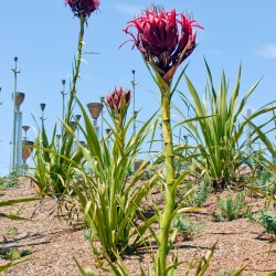 Gymea lily - Seeds