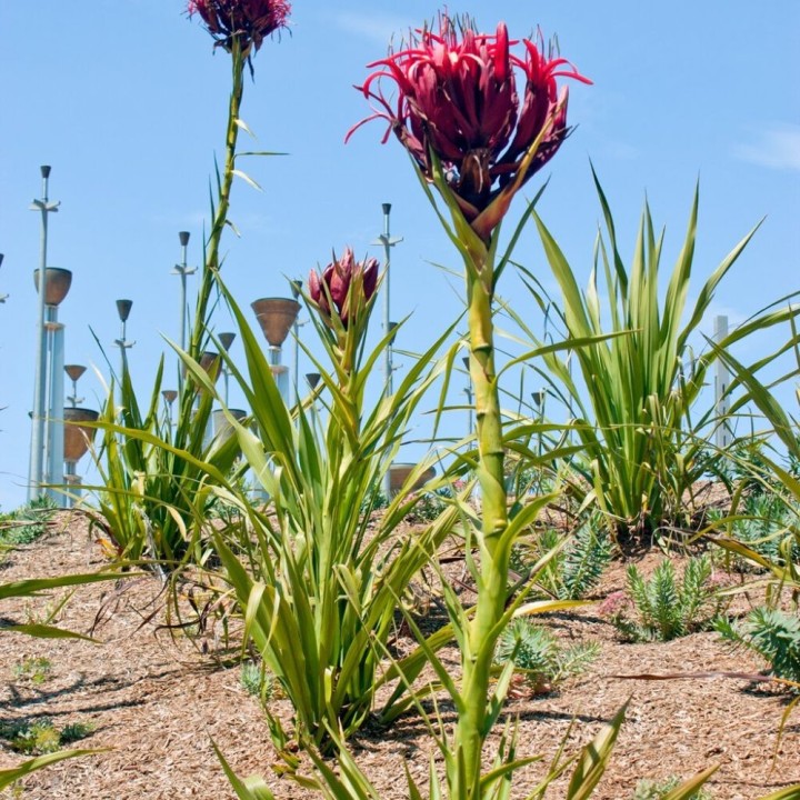 Gymea lily - Seeds