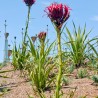 Gymea lily - Seeds