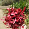 Gymea lily - Seeds