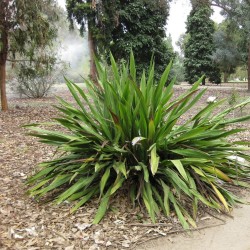 Gymea lily - Seeds