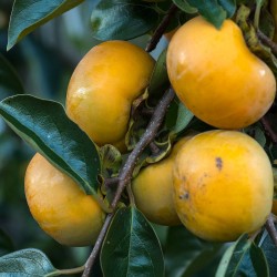 American persimmon - Seeds