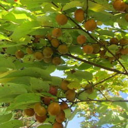 American persimmon - Seeds