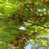 American persimmon - Seeds