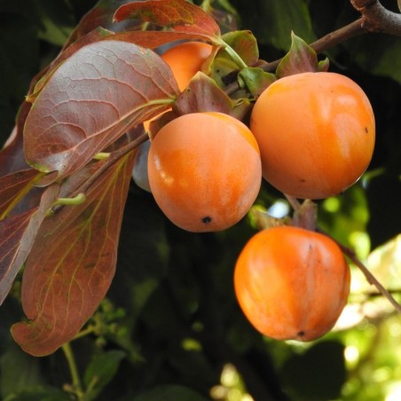 Kaki - Seeds Kaki - Seeds