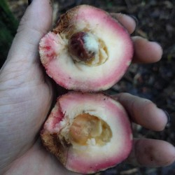 Velvet apple - Seeds