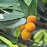 Velvet apple - Seeds