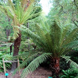 Golden tree fern - Seeds