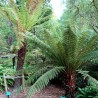 Golden tree fern - Seeds