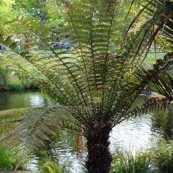 Golden tree fern - Seeds