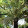 Golden tree fern - Seeds