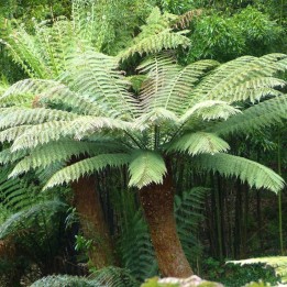 Tasmanian tree fern - Seeds