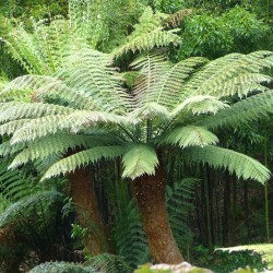 Tasmanian tree fern - Seeds