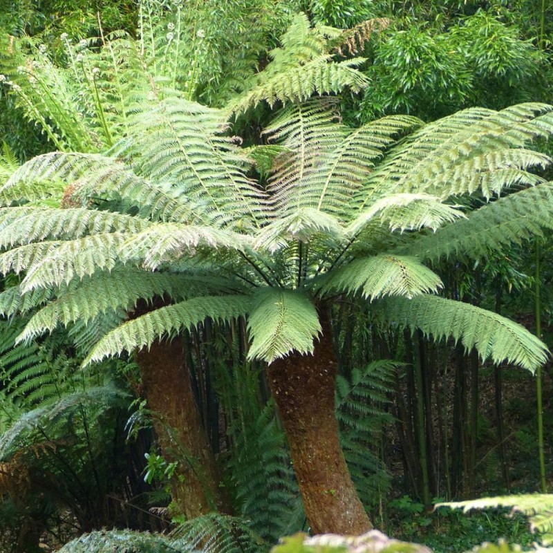 Tasmanian tree fern - Seeds