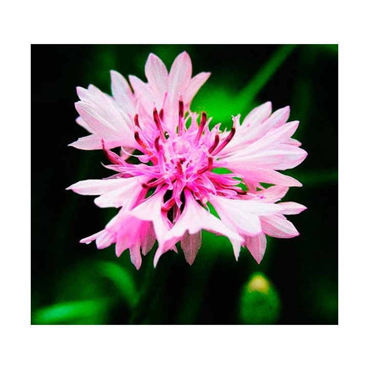 Cornflower, Rose - seeds