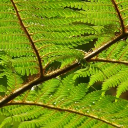 Tasmanian tree fern - Seeds