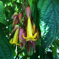 Golden fuchsia - Seeds