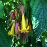 Golden fuchsia - Seeds