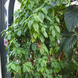 Golden fuchsia - Seeds