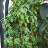 Golden fuchsia - Seeds