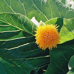 Cabbage Tree - Seeds