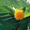 Cabbage Tree - Seeds