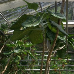Cabbage Tree - Seeds