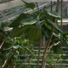 Cabbage Tree - Seeds