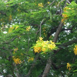 Yellow flamboyant - Seeds