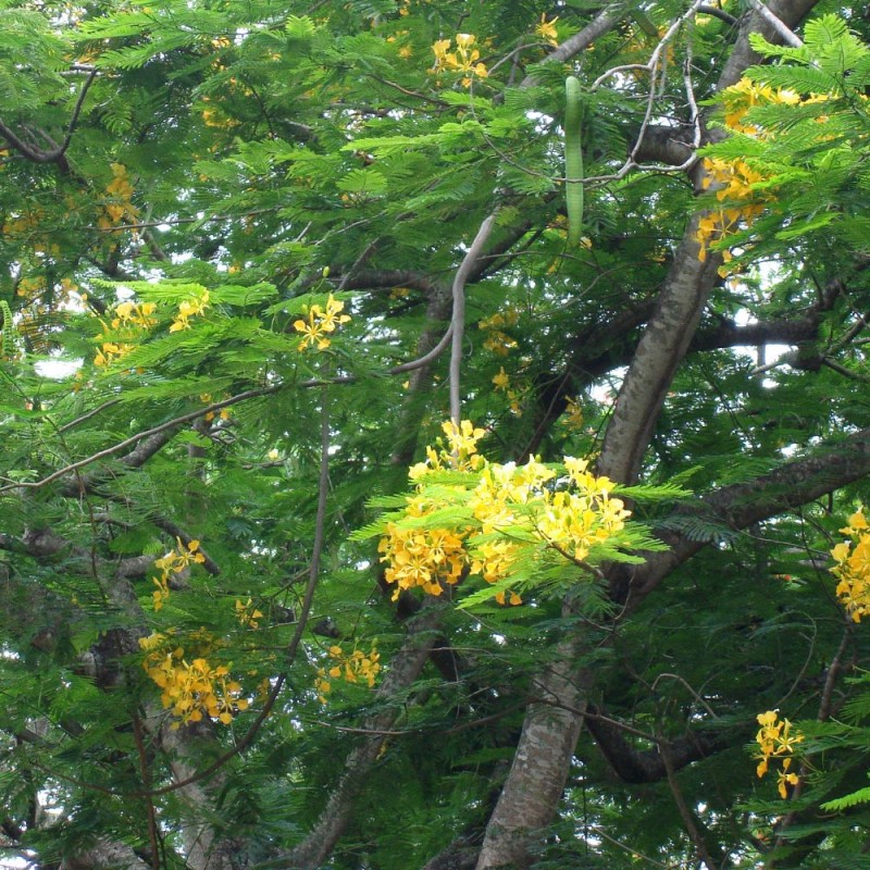 Yellow flamboyant - Seeds