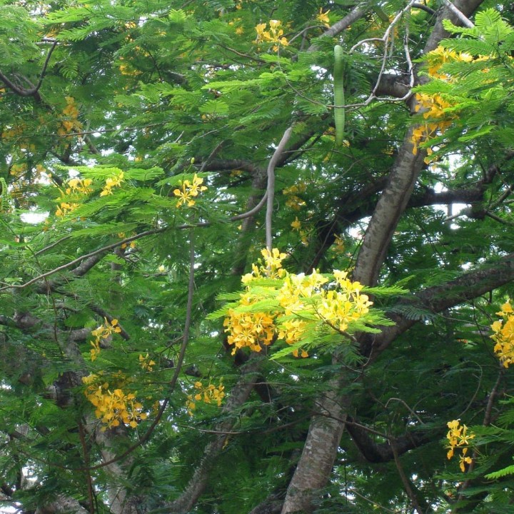 Yellow flamboyant - Seeds
