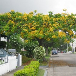 Yellow flamboyant - Seeds