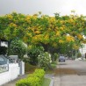 Yellow flamboyant - Seeds