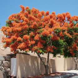 Orange flamboyant - Seeds