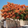 Orange flamboyant - Seeds