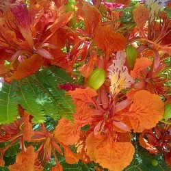 Orange flamboyant - Seeds