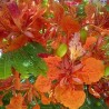 Orange flamboyant - Seeds
