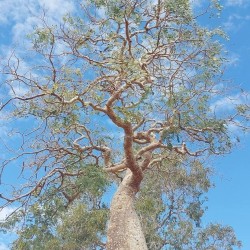Decary's flamboyant - Seeds