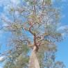 Decary's flamboyant - Seeds