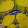 Blue sausage fruit - Seeds