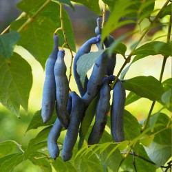 Blue sausage fruit - Seeds