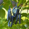 Blue sausage fruit - Seeds