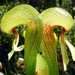 Cobra lily - Seeds