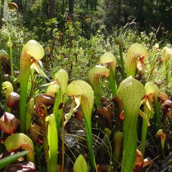 Cobra lily - Seeds