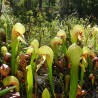 Cobra lily - Seeds