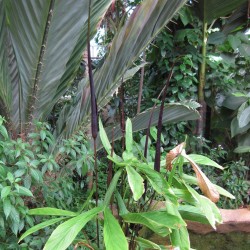 Cyrtosperma - Seeds