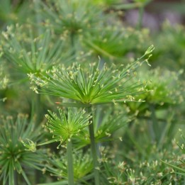 Papyrus - Seeds