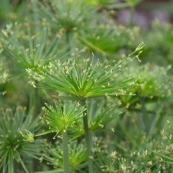Papyrus - Seeds